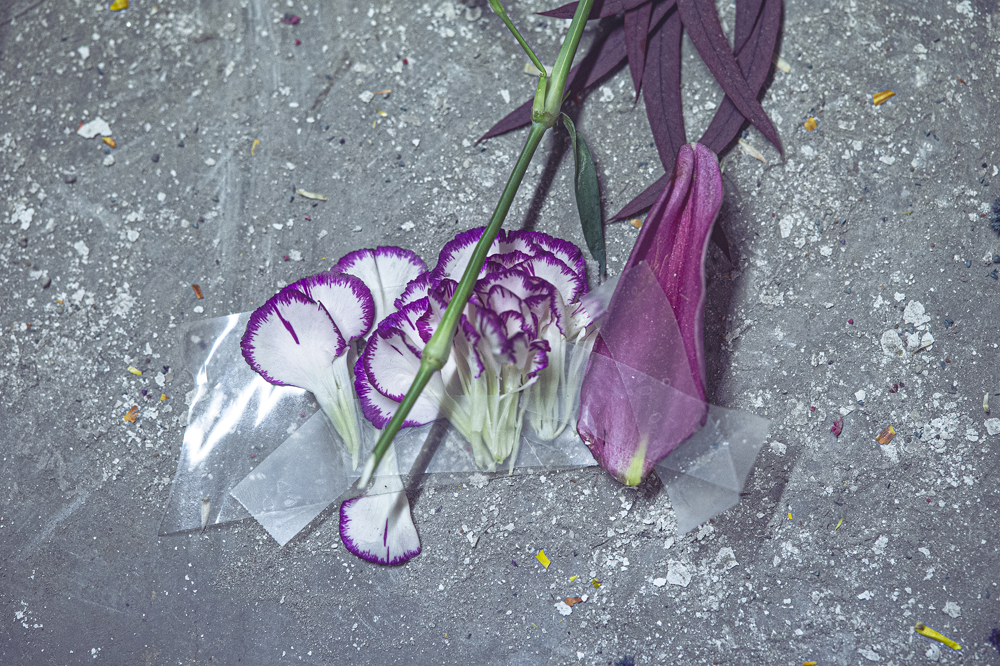 Blommor fasttejpade på betong.